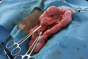 Neutering dogs and cats in World Rabies Day