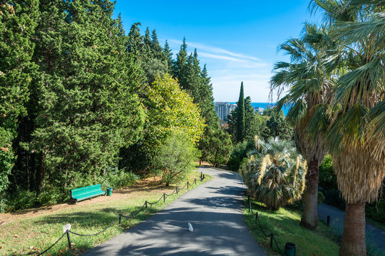 In The Park-the Arboretum Of Sochi.