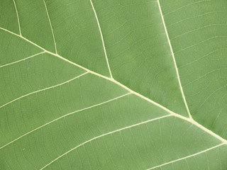 pattern of green teak leaf