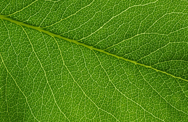 green leaf texture