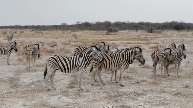 Zebras in african bush. Etosha national Park, Ombika, Kunene, Namibia. True wildlife photography