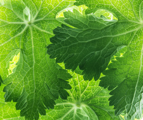 green leaves in the detail