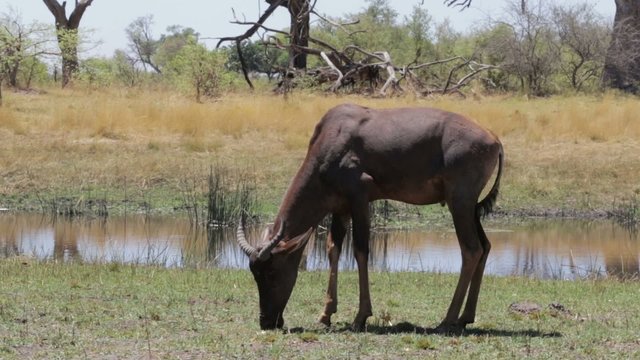 Tsessebe (Damaliscus lunatus) graze in african plain, South Africa, Kgalagadi