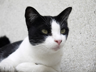 young cat, black and white