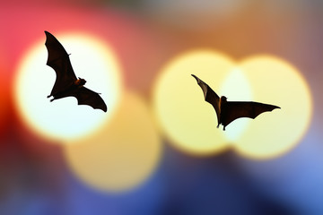 Bat silhouettes with colorful lighting - Halloween festival