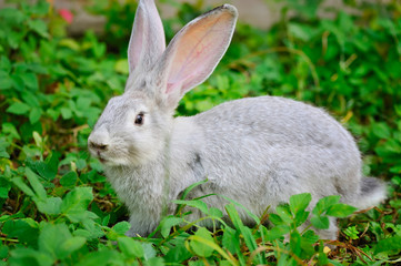 Naklejka na ściany i meble Young rabbit on green grass