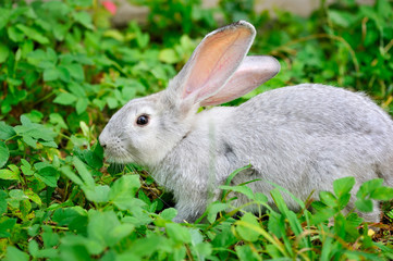 Naklejka na ściany i meble Young rabbit on green grass