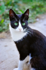 Black and white cat with green eyes