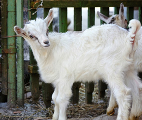 A baby goat standing on the farm yard