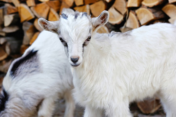 Obraz premium A baby goat standing on the farm yard