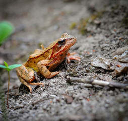 Common brown frog (Rana temporaria)