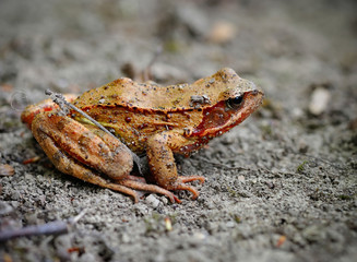 Naklejka premium Common brown frog (Rana temporaria)