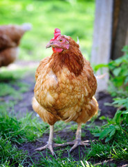 Cute young hen on a green grass