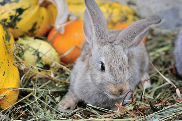Young rabbit on hay with pumpkins