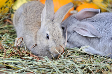 Young rabbits on hay with pumpkins