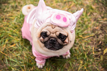 Dog Mops. Dog dressed as a pig