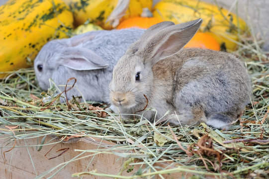 Young rabbits on hay with pumpkins