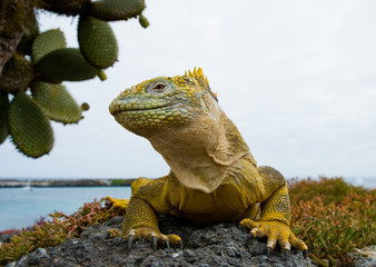 Fototapeta premium Portrait of land iguanas on the Galapagos. Islands. An excellent illustration. Close-up.