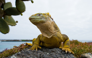 Portrait of land iguanas on the Galapagos. Islands. An excellent illustration. Close-up.