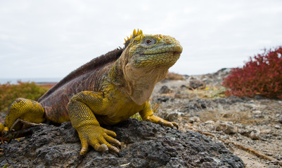 Portrait of land iguanas on the Galapagos. Islands. An excellent illustration. Close-up.