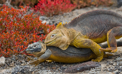 Two land iguanas in the mating season. Rare shot. Galapagos Islands. An excellent illustration.