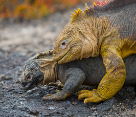 Two land iguanas in the mating season. Rare shot. Galapagos Islands. An excellent illustration.