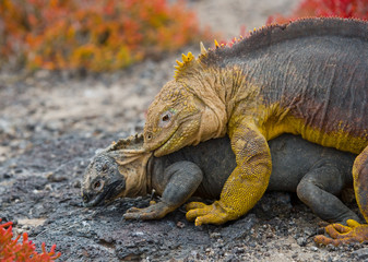Two land iguanas in the mating season. Rare shot. Galapagos Islands. An excellent illustration.