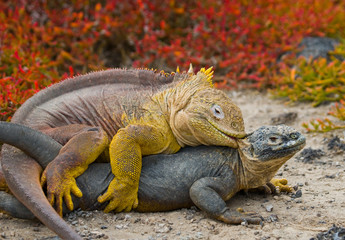 Two land iguanas in the mating season. Rare shot. Galapagos Islands. An excellent illustration.