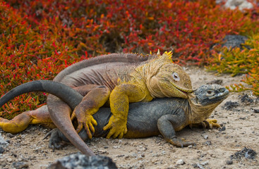 Two land iguanas in the mating season. Rare shot. Galapagos Islands. An excellent illustration.