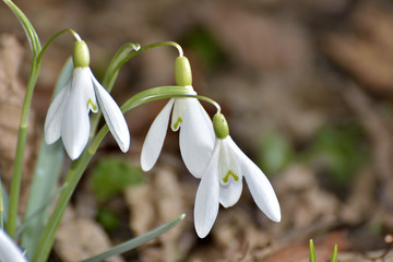 Obraz premium Snowdrops (Galanthus nivalis) in a floodplain forest