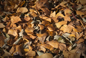 Autumn leaves