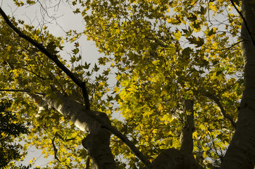 Fototapeta premium Sycamore