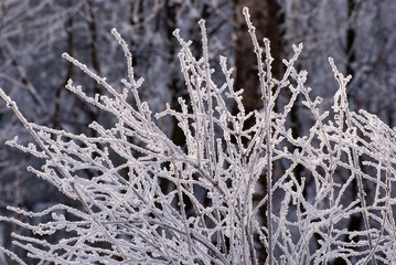 Frost filled branches