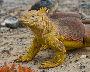 The land iguana sitting on the sand. Close-up. Galapagos Islands. An excellent illustration.