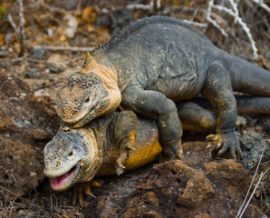 Two land iguanas in the mating season. Rare shot. Galapagos Islands. 