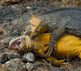 Two land iguanas in the mating season. Rare shot. Galapagos Islands. An excellent illustration.