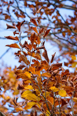 Autumn colors