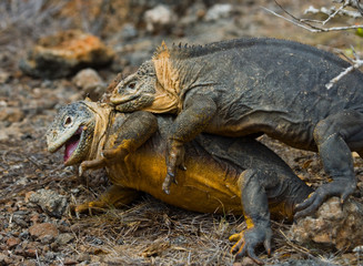 Two land iguanas in the mating season. Rare shot. Galapagos Islands. An excellent illustration.