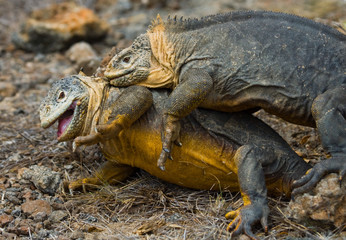 Two land iguanas in the mating season. Rare shot. Galapagos Islands. An excellent illustration.