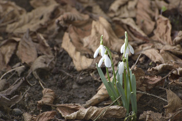Snowdrops (Galanthus nivalis) in a floodplain forest