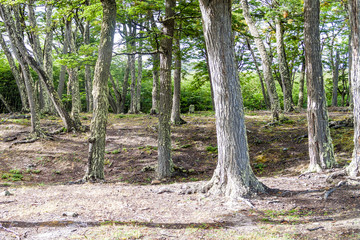 Fototapeta premium Forest in National Park Tierra del Fuego, Argentina