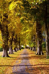 Baumallee im goldenen Herbst