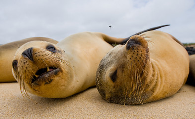 Portrait of sea lions lying on the sand in the Galapagos. Islands. An excellent illustration. Close-up.