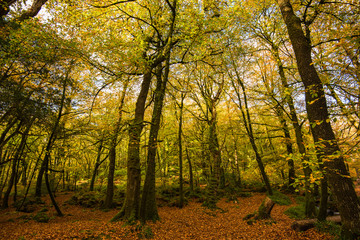 Obraz premium vibrant autumnal colours in woods
