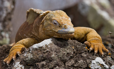 Portrait of land iguanas on the Galapagos. Islands. An excellent illustration. Close-up.