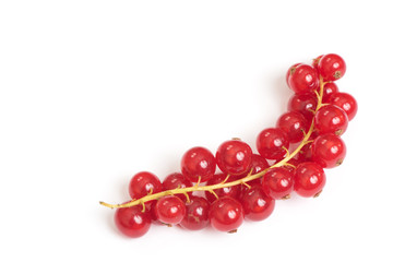 Red Currant