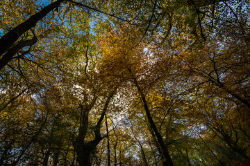 Fototapeta premium autumnal leafs on branches over sky