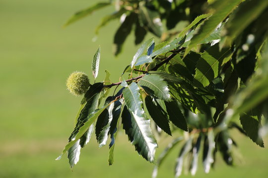 Single sweet chestnut (Castanea sativa) on a tree