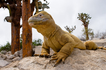 Portrait of land iguanas on the Galapagos. Islands. An excellent illustration. Close-up.