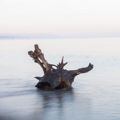 Tronco de un arbol en la orilla de la playa después de una tormenta